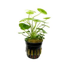 Attēlu rezultāti vaicājumam “Hydrocotyle vulgaris”