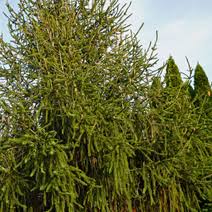 Attēlu rezultāti vaicājumam “Picea abies fo. virgata”