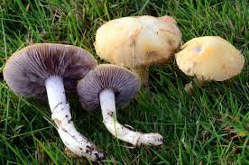 Attēlu rezultāti vaicājumam “Stropharia albocrenulata”