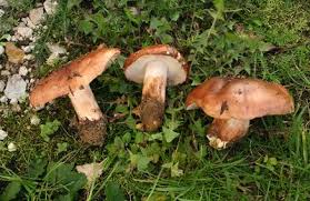 Attēlu rezultāti vaicājumam “Hygrocybe pseudoconica”