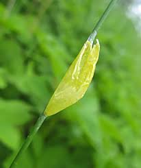 Attēlu rezultāti vaicājumam “Zygaena cocoon”