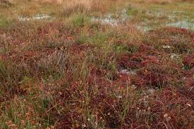 Attēlu rezultāti vaicājumam “Sphagnum rubellum”