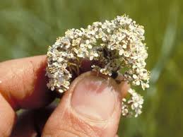 Attēlu rezultāti vaicājumam “Lepidium latifolium flower”