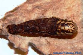 Attēlu rezultāti vaicājumam “Psychidae”