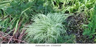 Attēlu rezultāti vaicājumam “Molinia caerulea leaf”