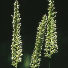 Attēlu rezultāti vaicājumam “Cynosurus cristatus flower”