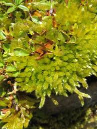 Attēlu rezultāti vaicājumam “Brachythecium salebrosum sporophyte”
