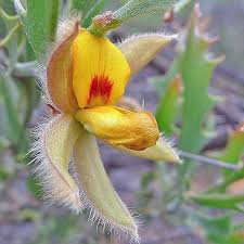 Image result for Dahlia x pinnata `Decorative Giants`