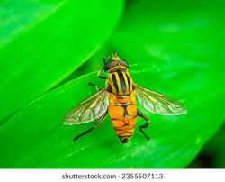 Attēlu rezultāti vaicājumam “Helophilus pendulus”