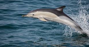 Afbeeldingsresultaat voor dolfijnen