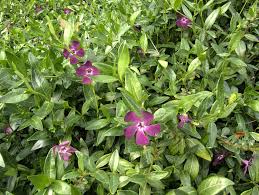 Attēlu rezultāti vaicājumam “Apocynaceae”