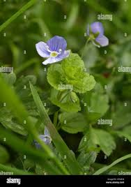 Attēlu rezultāti vaicājumam “Veronica filiformis flower”