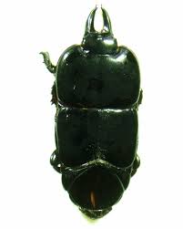 Attēlu rezultāti vaicājumam “Histeridae”