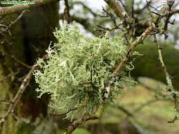 Attēlu rezultāti vaicājumam “Ramalina calicaris”