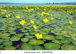 Attēlu rezultāti vaicājumam “Nuphar lutea flower”