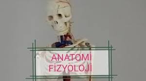 Image result for b%FD%E7ak anatomisi