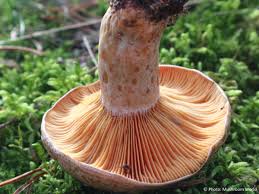 Attēlu rezultāti vaicājumam “Lactarius deliciosus”