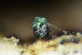 Attēlu rezultāti vaicājumam “Microcalicium disseminatum”