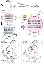 Attēlu rezultāti vaicājumam “Hamatocaulis lapponicus”