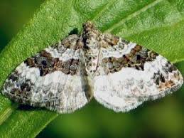 Attēlu rezultāti vaicājumam “Epirrhoe tristata imago”