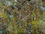 Attēlu rezultāti vaicājumam “Arthonia vinosa”