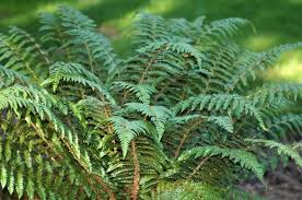 Attēlu rezultāti vaicājumam “Polystichum braunii”