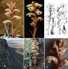 Attēlu rezultāti vaicājumam “Orobanchaceae”