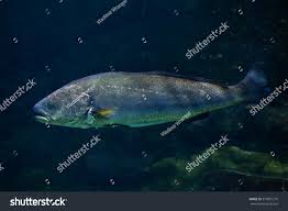 Image result for Argyrosomus regius