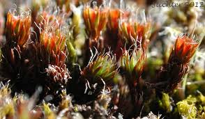 Attēlu rezultāti vaicājumam “Polytrichum piliferum”