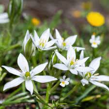 Attēlu rezultāti vaicājumam “Ornithogalum umbellatum flower”