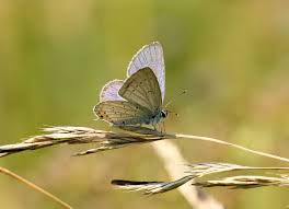 Attēlu rezultāti vaicājumam “Everes argiades male”