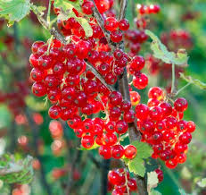 Attēlu rezultāti vaicājumam “Ribes rubrum”