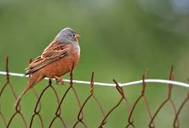Image result for Emberiza caesia
