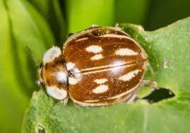 Attēlu rezultāti vaicājumam “Myzia oblongoguttata”