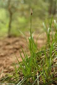 Attēlu rezultāti vaicājumam “Carex ericetorum”