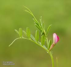 Attēlu rezultāti vaicājumam “Vicia angustifolia flower”