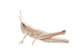 Attēlu rezultāti vaicājumam “Chrysochraon dispar”