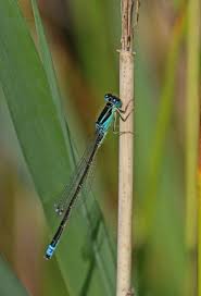 Attēlu rezultāti vaicājumam “Ischnura pumilio”