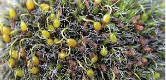 Attēlu rezultāti vaicājumam “Grimmia pulvinata sporophyte”