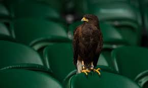 Image result for Wimbledon Hawks