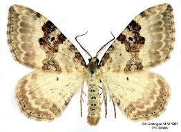 Attēlu rezultāti vaicājumam “Xanthorhoe montanata”