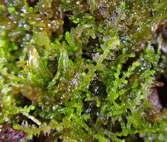 Attēlu rezultāti vaicājumam “Cephalozia loitlesbergeri”