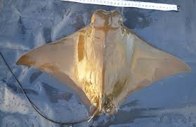 Image result for Rhinoptera brasiliensis