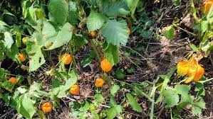 Attēlu rezultāti vaicājumam “Physalis alkekengi fruit”