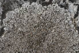 Attēlu rezultāti vaicājumam “Hypocenomyce scalaris”