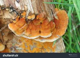 Attēlu rezultāti vaicājumam “Pycnoporellus fulgens”