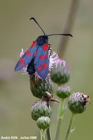 Attēlu rezultāti vaicājumam “Zygaena filipendulae exuvia”