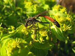 Attēlu rezultāti vaicājumam “Ammophila sp.”