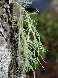 Attēlu rezultāti vaicājumam “Ramalina farinacea”