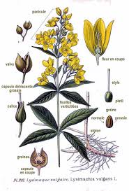 Attēlu rezultāti vaicājumam “Lysimachia thyrsiflora bud”